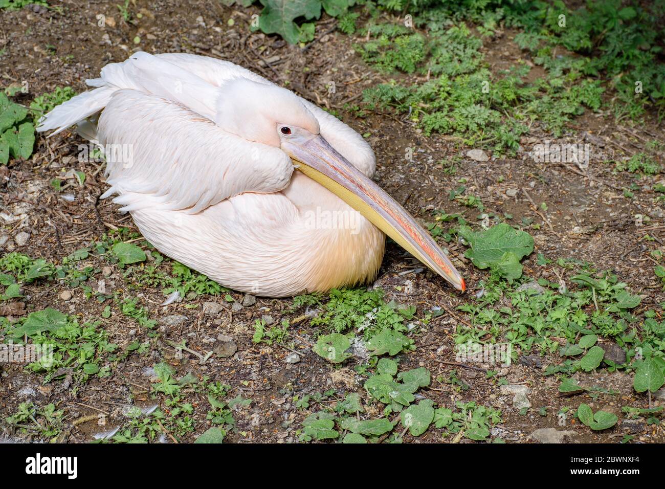 Dalmatinischer Pelikan (Pelecanus crispus) sitzt auf dem Boden mit gefalteten Flügeln Stockfoto