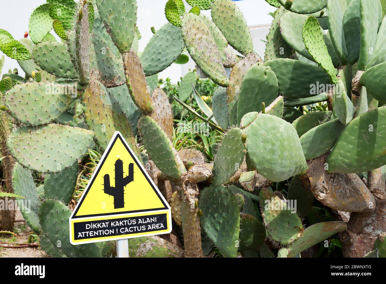 Frischer saftiger Kaktus mit einem Schild auf Türkisch. Grüner Pflanzenkaktus mit Stacheln Stockfoto