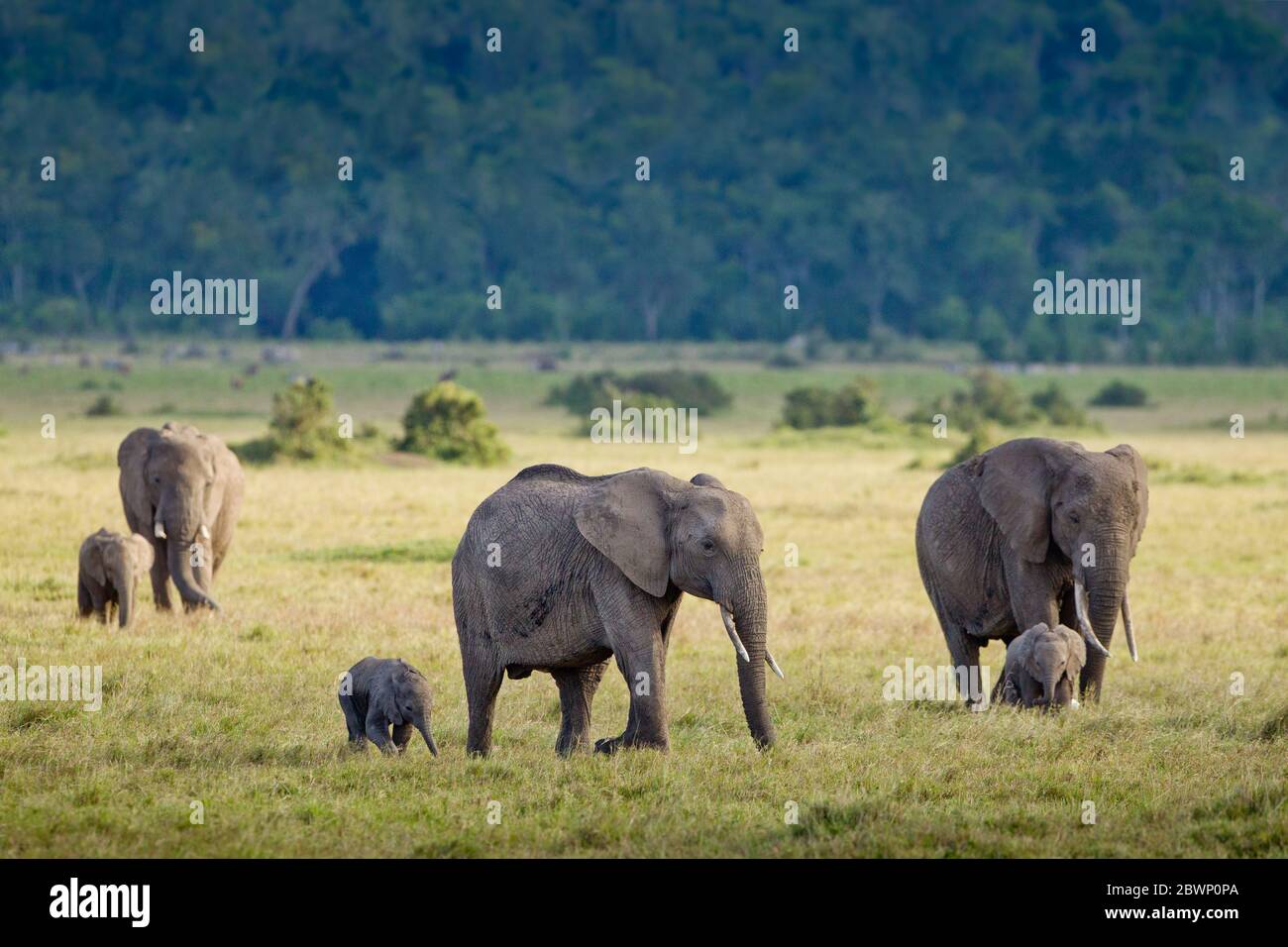 Drei Erwachsene weibliche Elefanten mit ihren kleinen Babys Kenya Masai Mara Stockfoto