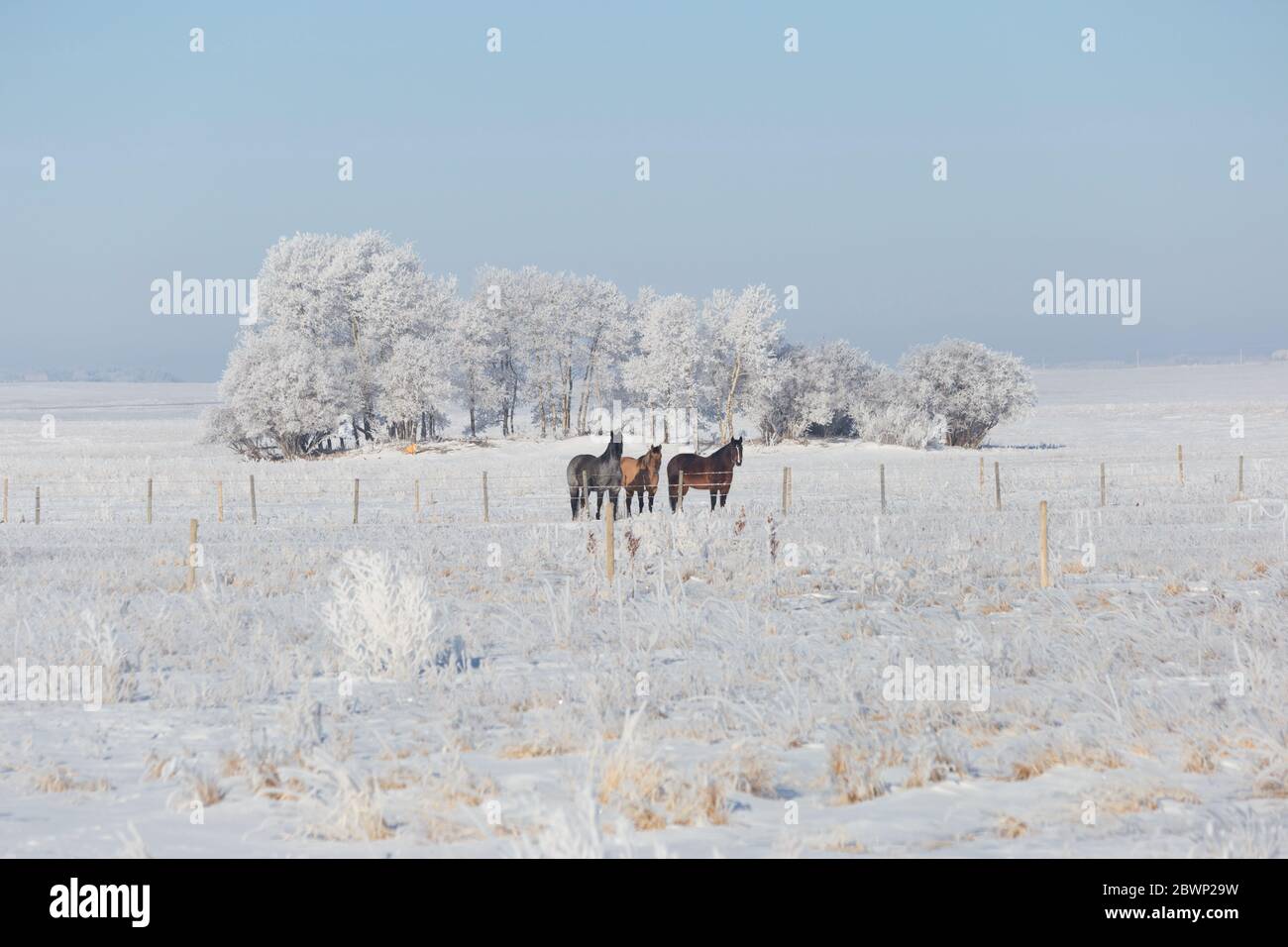 Horizontales Bild von drei schönen Pferden, die auf einer schneebedeckten Weide hinter dem Zaun stehen, und ein roter Fuchs lauert in der Ferne im Hintergrund. Stockfoto