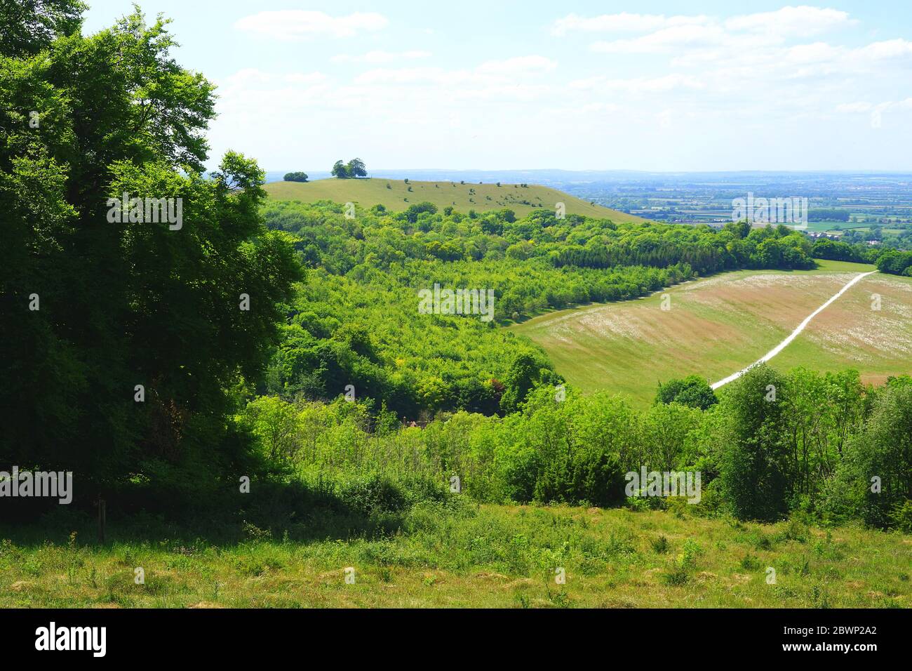Blick über Coombe Hill zum Beacon Hill in den Chilterns Stockfoto