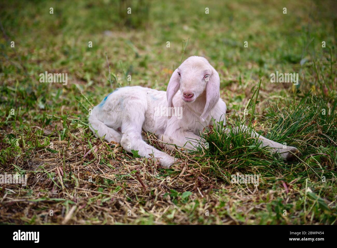 Lamm auf dem grünen Gras Stockfoto