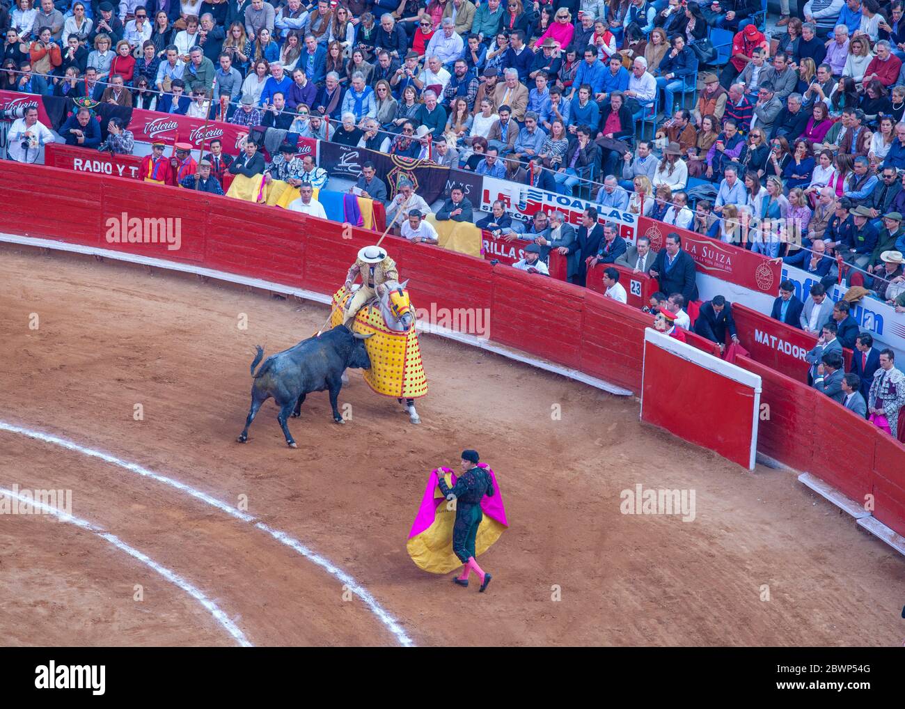 Picador-Bulle in Plaza Mexico Stierkampfarena, Mexiko-Stadt, Mexiko Stockfoto