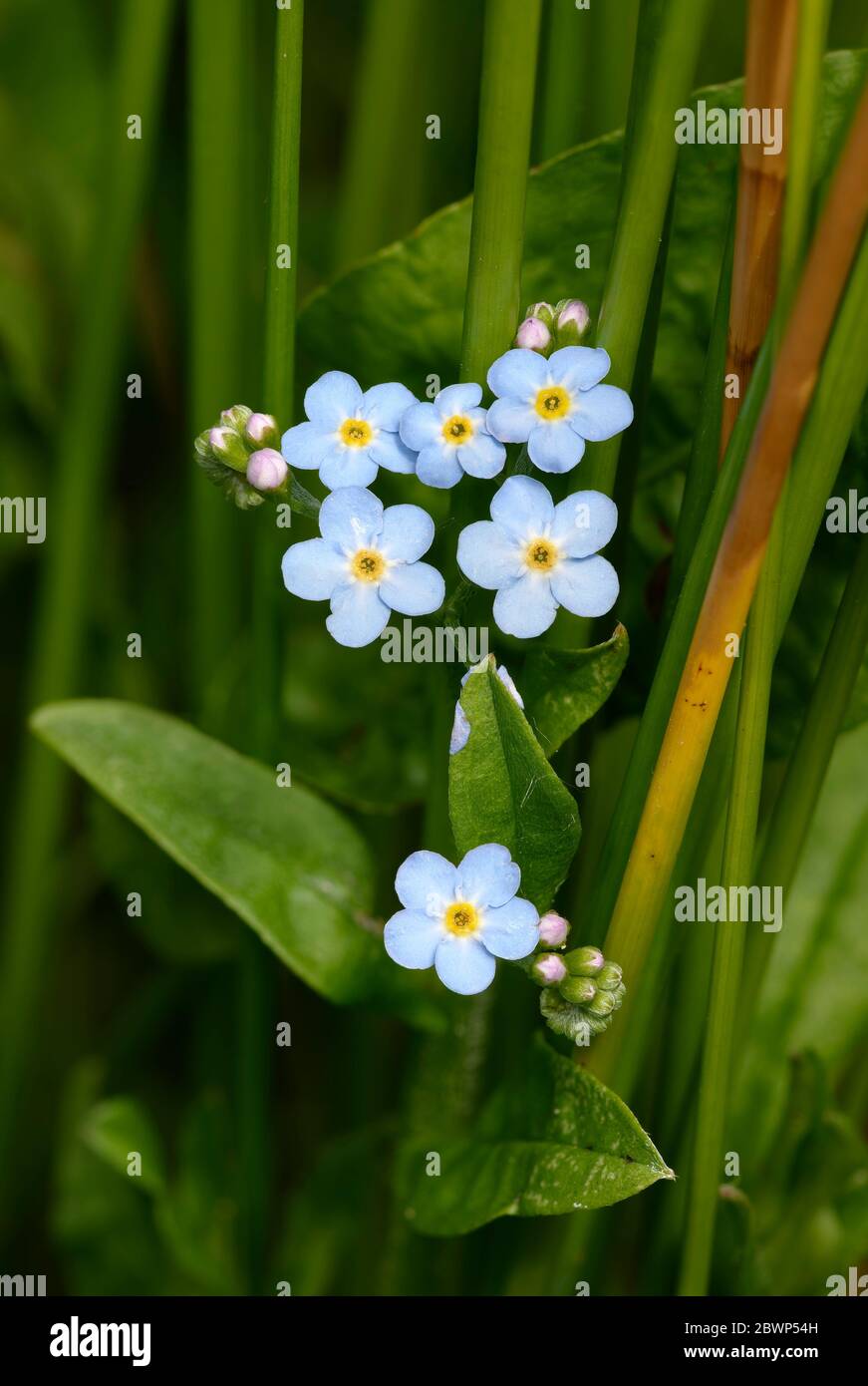Wasser vergessen-mich-nicht - Myosotis scorpioides EIN Feuchtgebiet vergessen Stockfoto