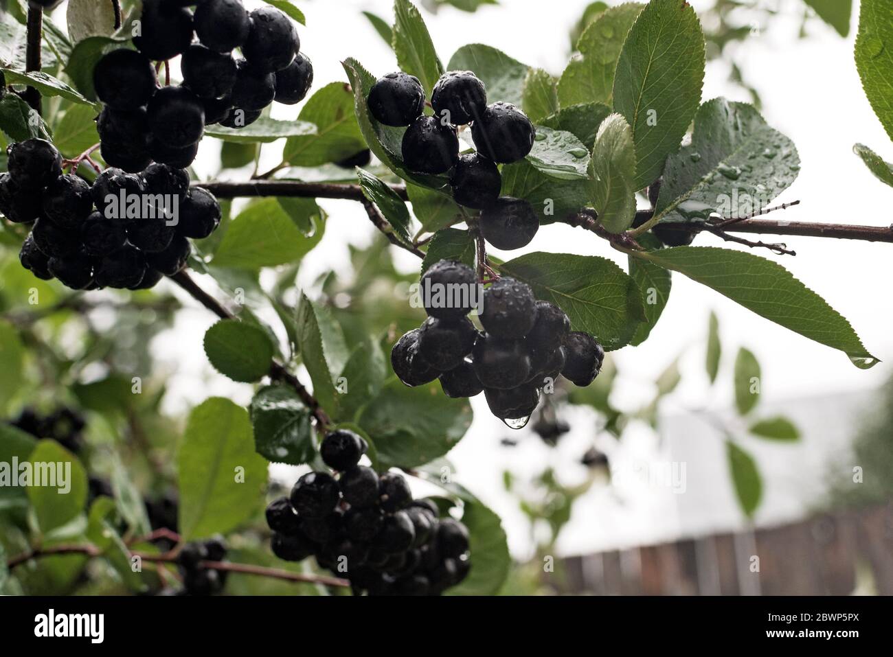 Nasse schwarze Beeren von Aronia im Garten, regnerisches Wetter Stockfoto