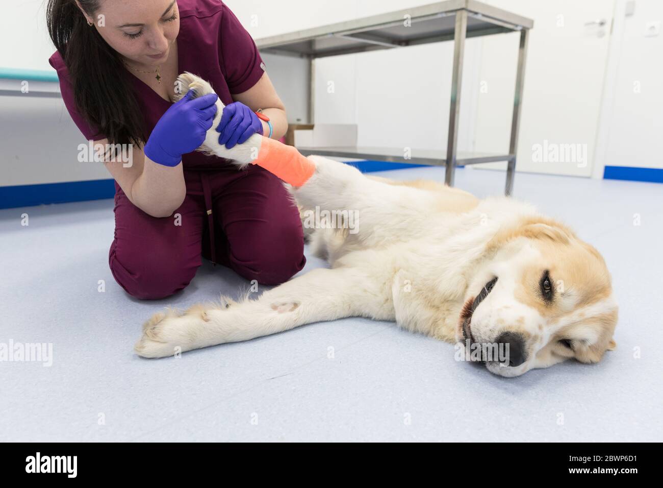 Tierärztin Untersuchung von zentralasiatischen Schäferhund verletzt Pfote mit Verband auf dem Boden in der Tierklinik. Ärztliche Untersuchung eines Hundes Stockfoto