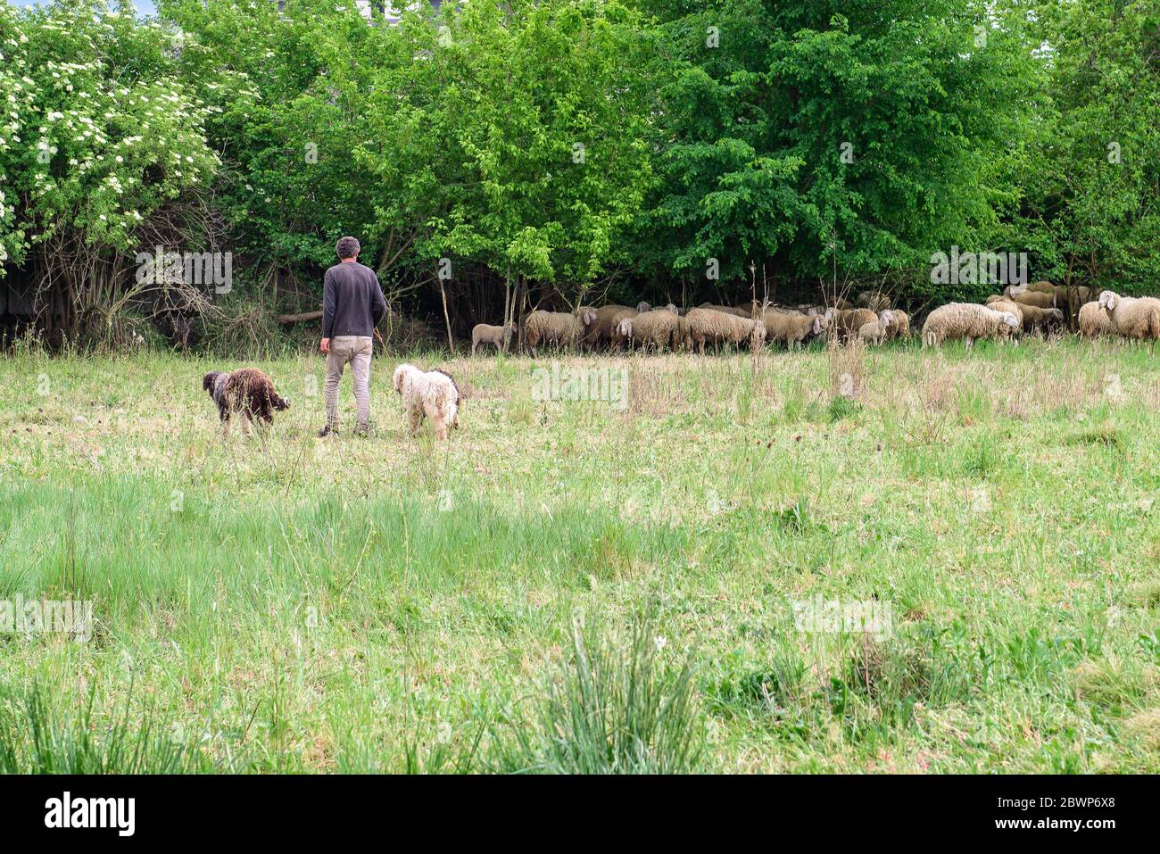 Hirte mit zwei Hunden und einer Herde Schafe auf dem Feld Stockfoto