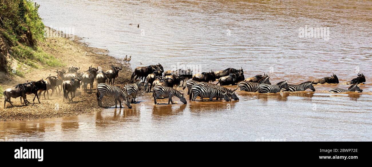 Wildeebeest und Zebra, die den Mara River in Kenia Afrika überqueren. Horizontales Webbanner mit Kopierbereich Stockfoto