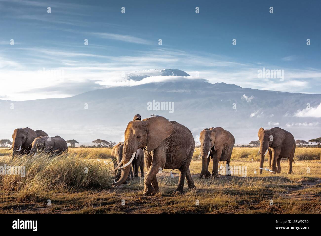 Herde großer afrikanischer Elefanten, die vor dem Kilimandscharo in Amboseli, Kenia, Afrika, wandern Stockfoto