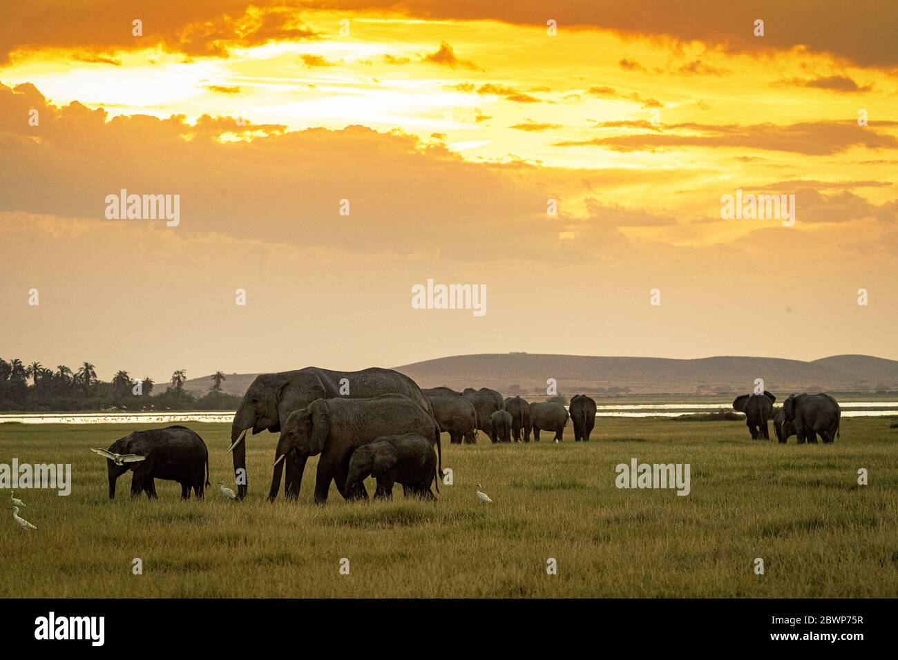 Herde Afrikanischer Elefanten, die bei Sonnenuntergang in Amboseli, Kenia, Afrika grasen Stockfoto