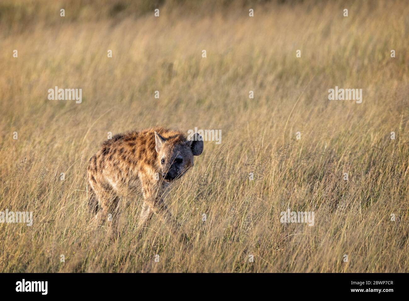 Gefleckte Hyäne, die durch Grasland in Kenia, Afrika, wanderte Stockfoto