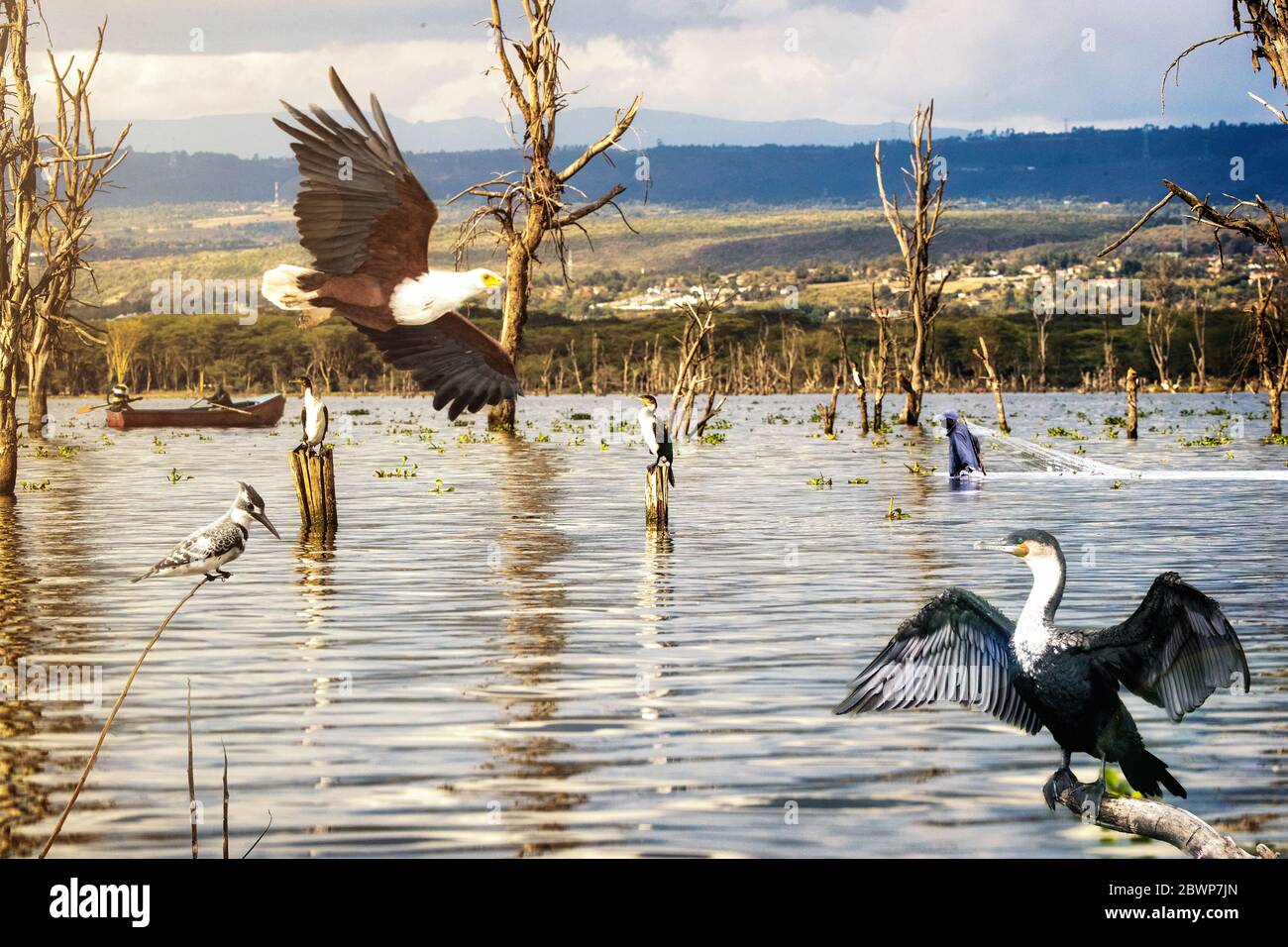 Szene von verschiedenen wilden afrikanischen Vögeln, die um den Lake Naivasha in Kenia, Afrika mit Booten und Fischern fliegen Stockfoto