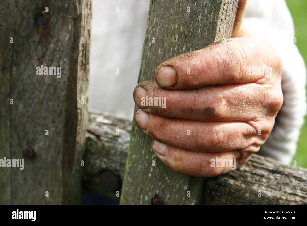 Schmutzige, ungepflegte, arbeitende Hand eines rumänischen Bauern Stockfoto