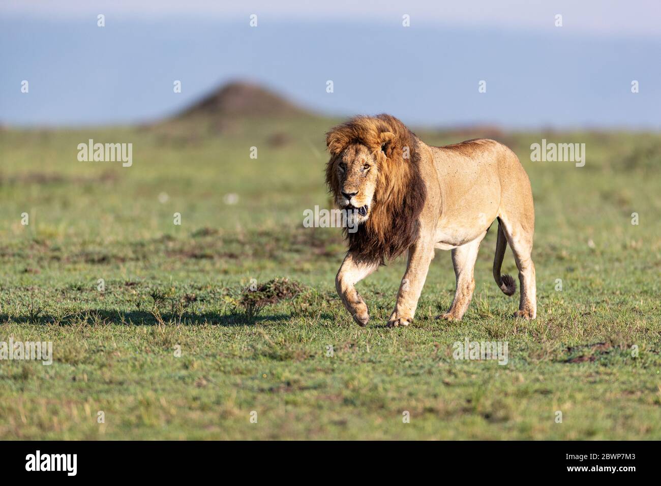 Großer afrikanischer männlicher Löwe mit großer Mähne, die in einem offenen Grasfeld in Kenia, Afrika, vorwärts gehen Stockfoto