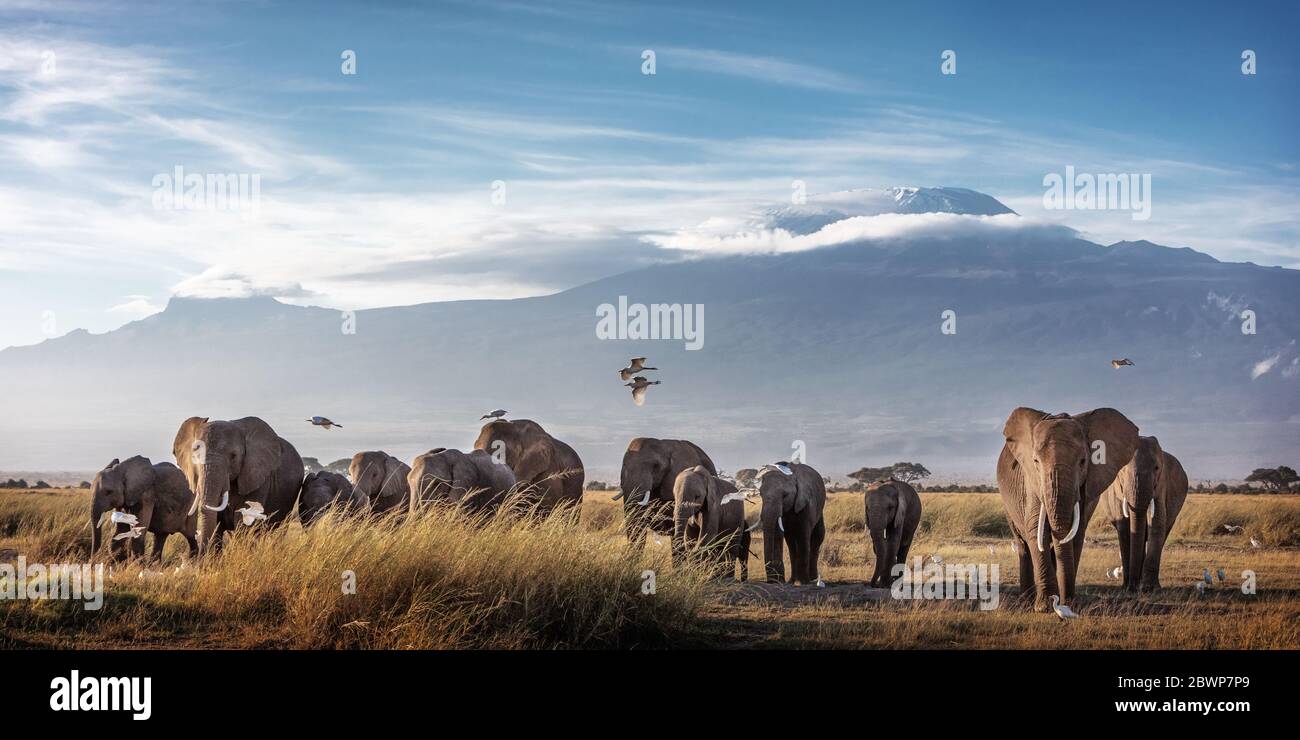 Große Familienherde afrikanischer Elefanten, die vor dem Kilimandscharo in Amboseli, Kenia, Afrika, wandern Stockfoto