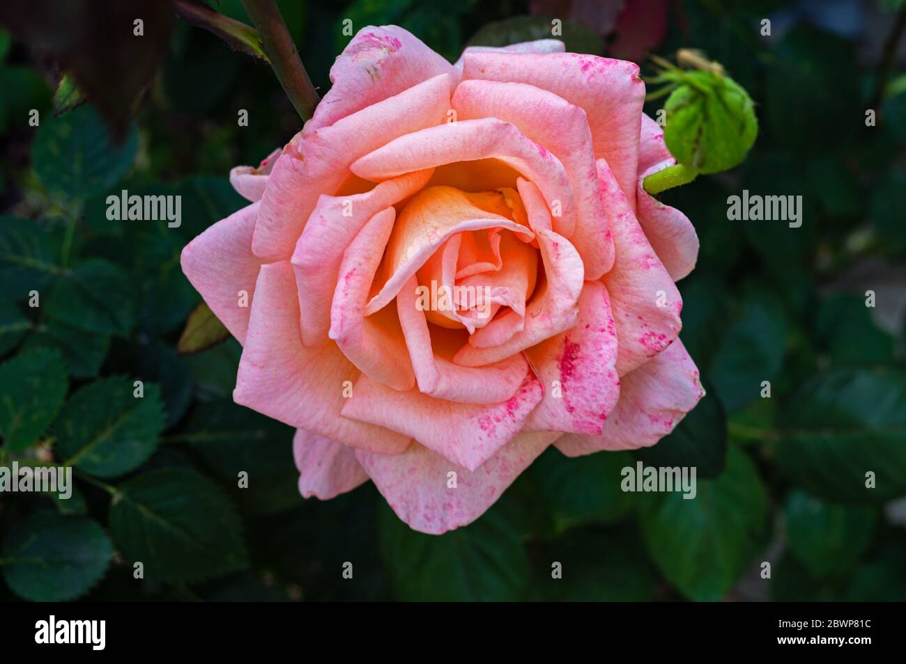 Rose Bloom im Central Valley, Kalifornien Stockfoto