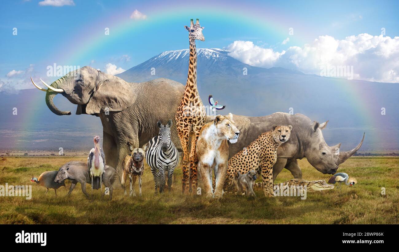 Große Gruppe afrikanischer Wildtiere in einer magischen Brassen-Szene mit schneebedeckter Mt Kilimandscharo im Hintergrund und Regenbogen über dem Kopf Stockfoto