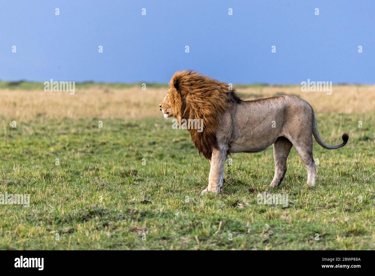 Großer männlicher afrikanischer Löwe, der zur Seite im Mara Triangle Conservancy Triangle, Kenia Afrika steht Stockfoto