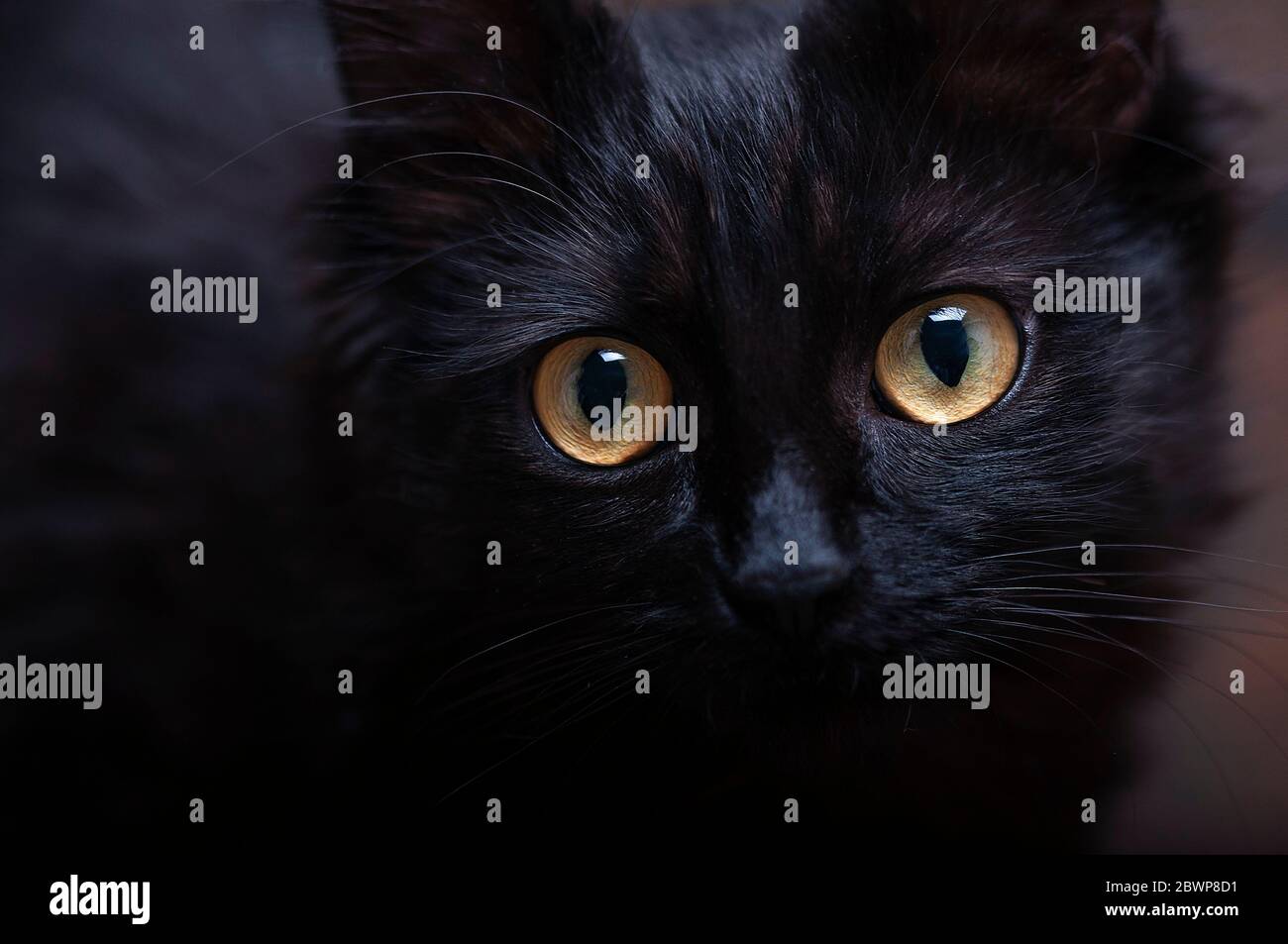Porträt einer schwarzen Katze. Große Augen. Ein Blick Stockfoto