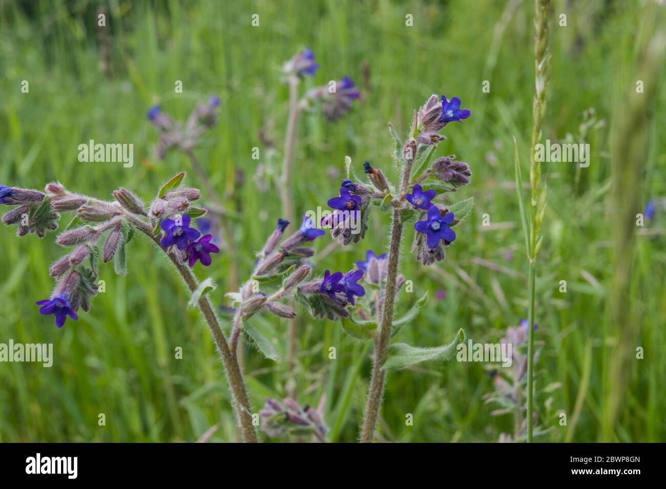 Anchusa officinalis bugloss oder Alkanet Blüten Stockfoto