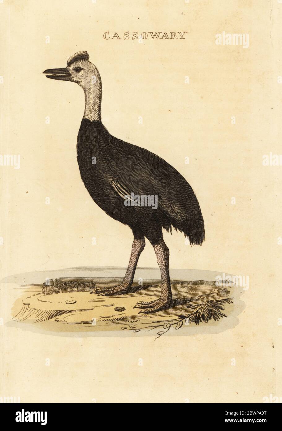 Südliche Kassowarie, Casuarius casuarius. Kassowary. Handkolorierter Holzschnitt nach einer Illustration von John Latham aus der Naturgeschichte der Vögel, herausgegeben von Brightly and Childs, Bungay, Suffolk, 1815. Charles Brightly gründete 1795 in Bungay eine Druckgießerei und ging 1808 eine Partnerschaft mit dem nonkonformistischen Radikaldrucker John Firby Childs ein. Stockfoto