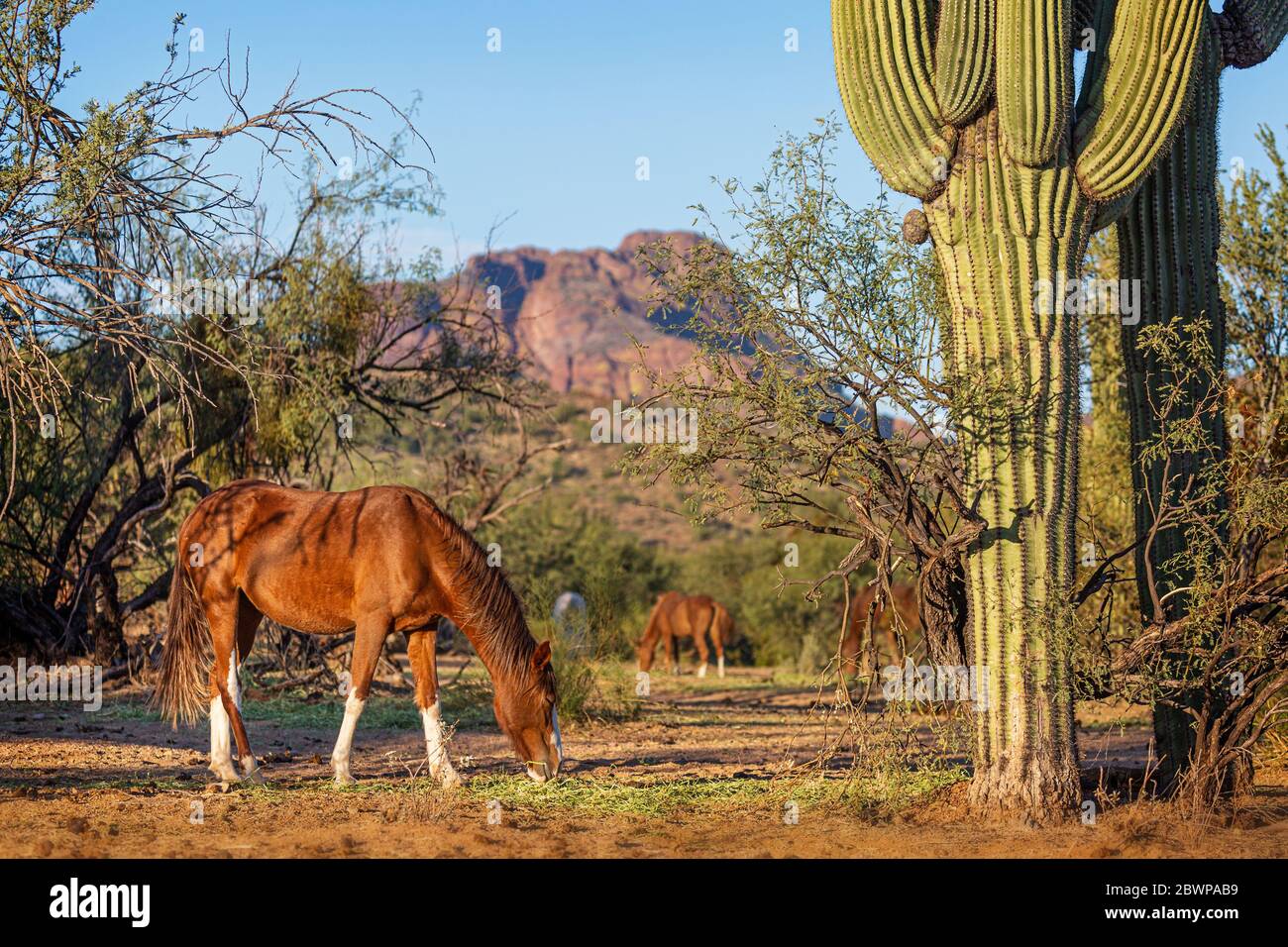 Herde wilder Pferde, die in einer ikonischen Szene im Südwesten von Arizona in den USA grasen, mit roten Felsbergen des saguaro Kaktus im Hintergrund Stockfoto