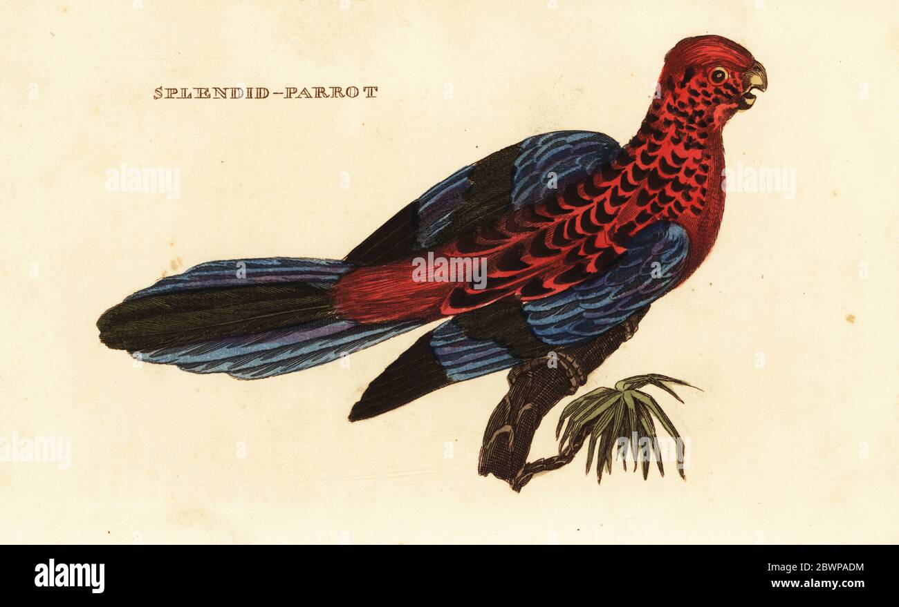 Purpurrot rosella, Platycercus elegans. Großartiger Papagei. Handkolorierter Holzschnitt nach einer Illustration von George Shaw aus der Naturgeschichte der Vögel, herausgegeben von Brightly and Childs, Bungay, Suffolk, 1815. Charles Brightly gründete 1795 in Bungay eine Druckgießerei und ging 1808 eine Partnerschaft mit dem nonkonformistischen Radikaldrucker John Firby Childs ein. Stockfoto