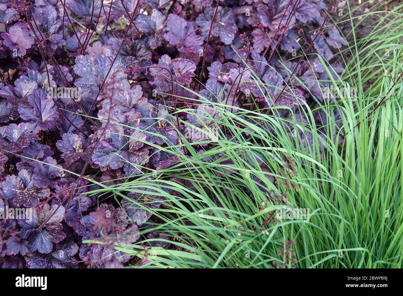 Coral Bells Heuchera Midnight Rose Stockfoto