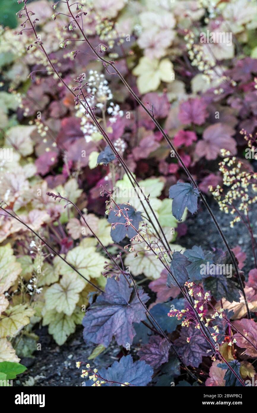 Schaumige Glocken Heucherella „Honey Rose“ Blume Stockfoto