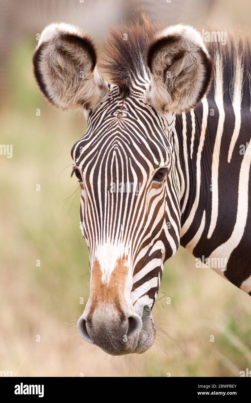 Portrait-Kopfaufnahme eines erwachsenen Grevy's Zebra in Samburu Reserve Kenia Stockfoto