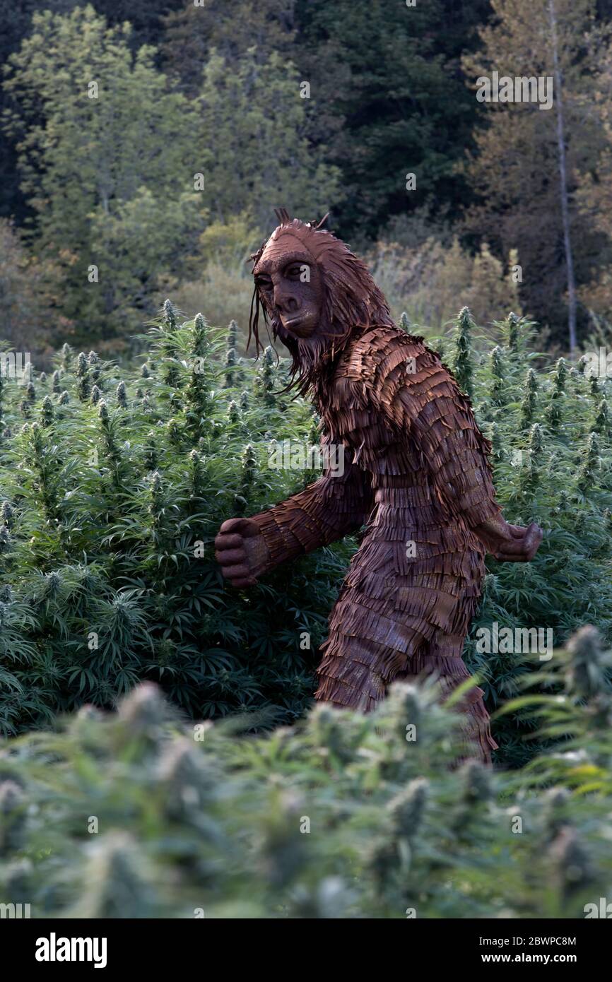 Bigfoot durch Organic Hanf Feld 'Lifter' Sorte 'Cannabis sativa', PM Licht. Stockfoto