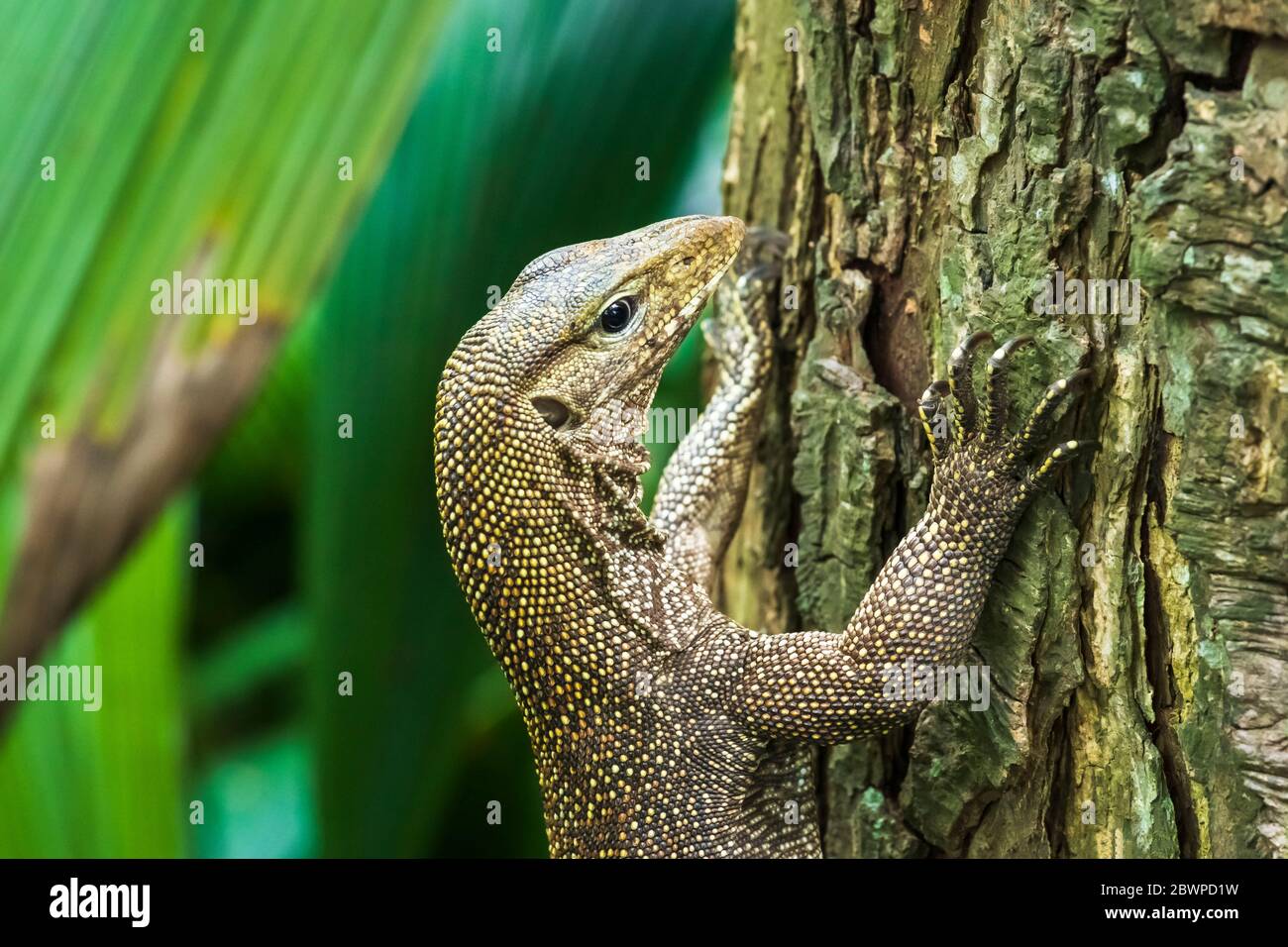 Bewölkelte Warane (Varanus nebulous), Zoo Singapur, Singapur, Republik Singapur Stockfoto