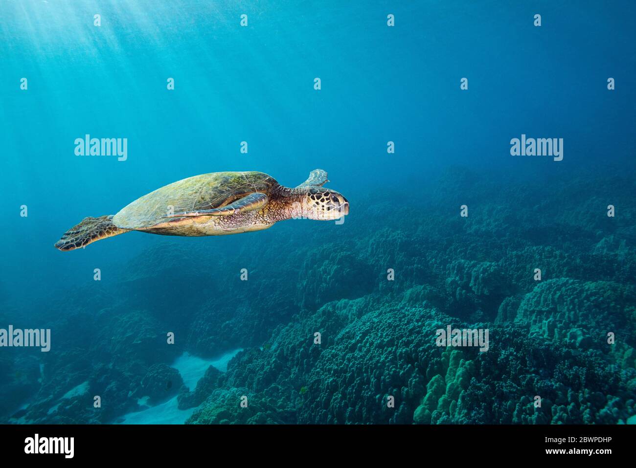 Grüne Meeresschildkröte oder Honu, Chelonia mydas, Schwimmen über Korallenriff, Honaunau, South Kona, Hawaii, USA ( Zentral Pazifik ) Stockfoto