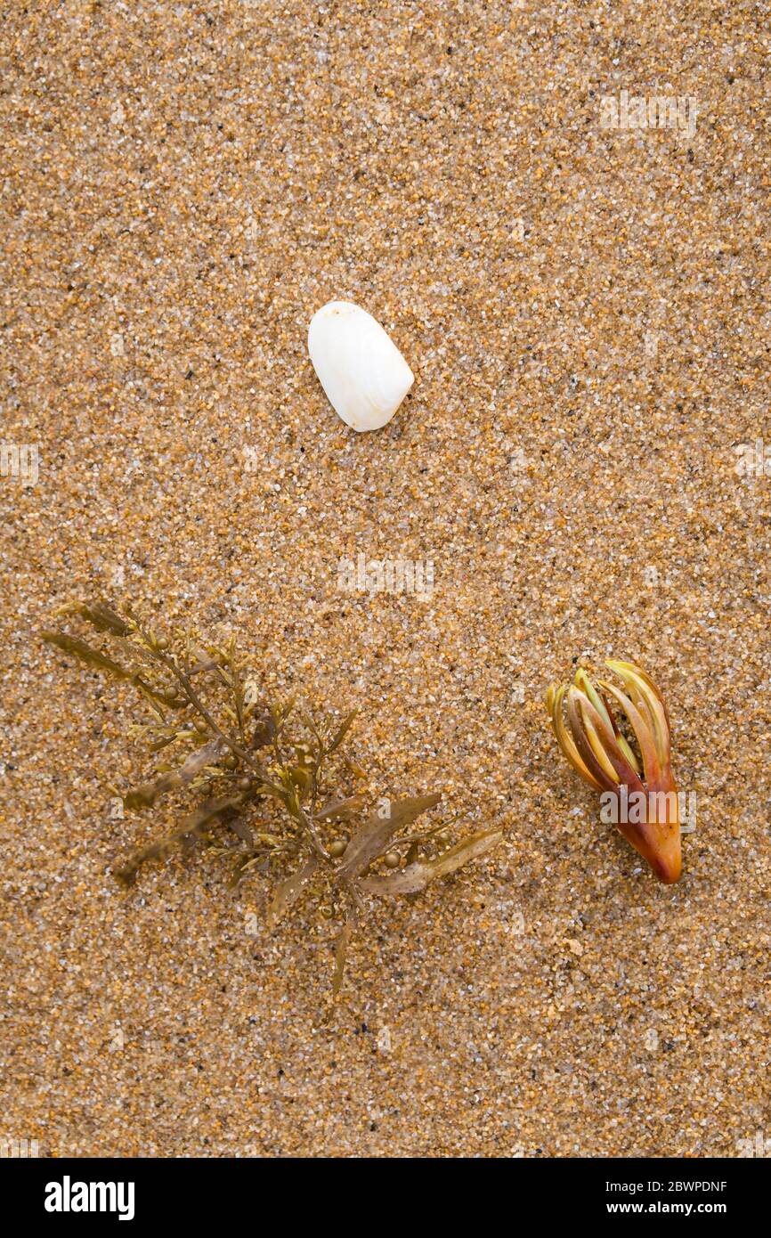 Kunst, Form und Textur der Natur, Interpretation der einheimischen Flora und Fauna am Mission Beach im Norden von Queensland in Australien. Stockfoto