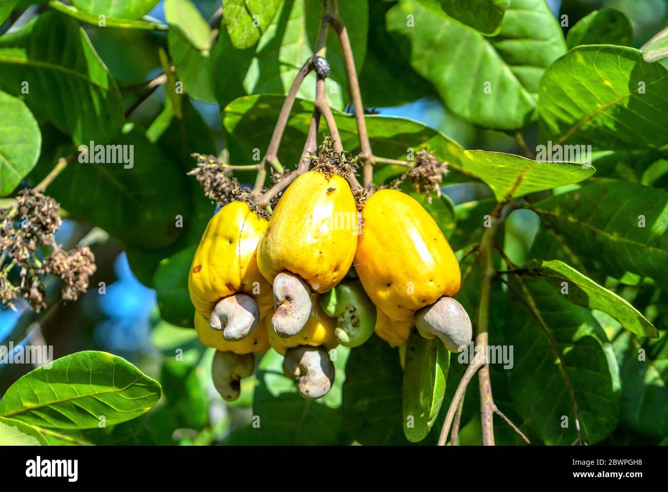 Cashew apfelbaum bauernhof -Fotos und -Bildmaterial in hoher Auflösung ... Cashew apfelbaum bauernhof -Fotos und -Bildmaterial in hoher Auflösung ...