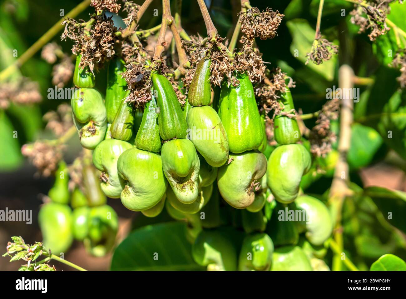 Cashewnuss Obst oder Anacardium occidentale am Baum ist über Reifen während der Ernte. Das ist eine Frucht für Ölreichen Samen mit hohen Ernährungsphysiologischen valu Stockfoto
