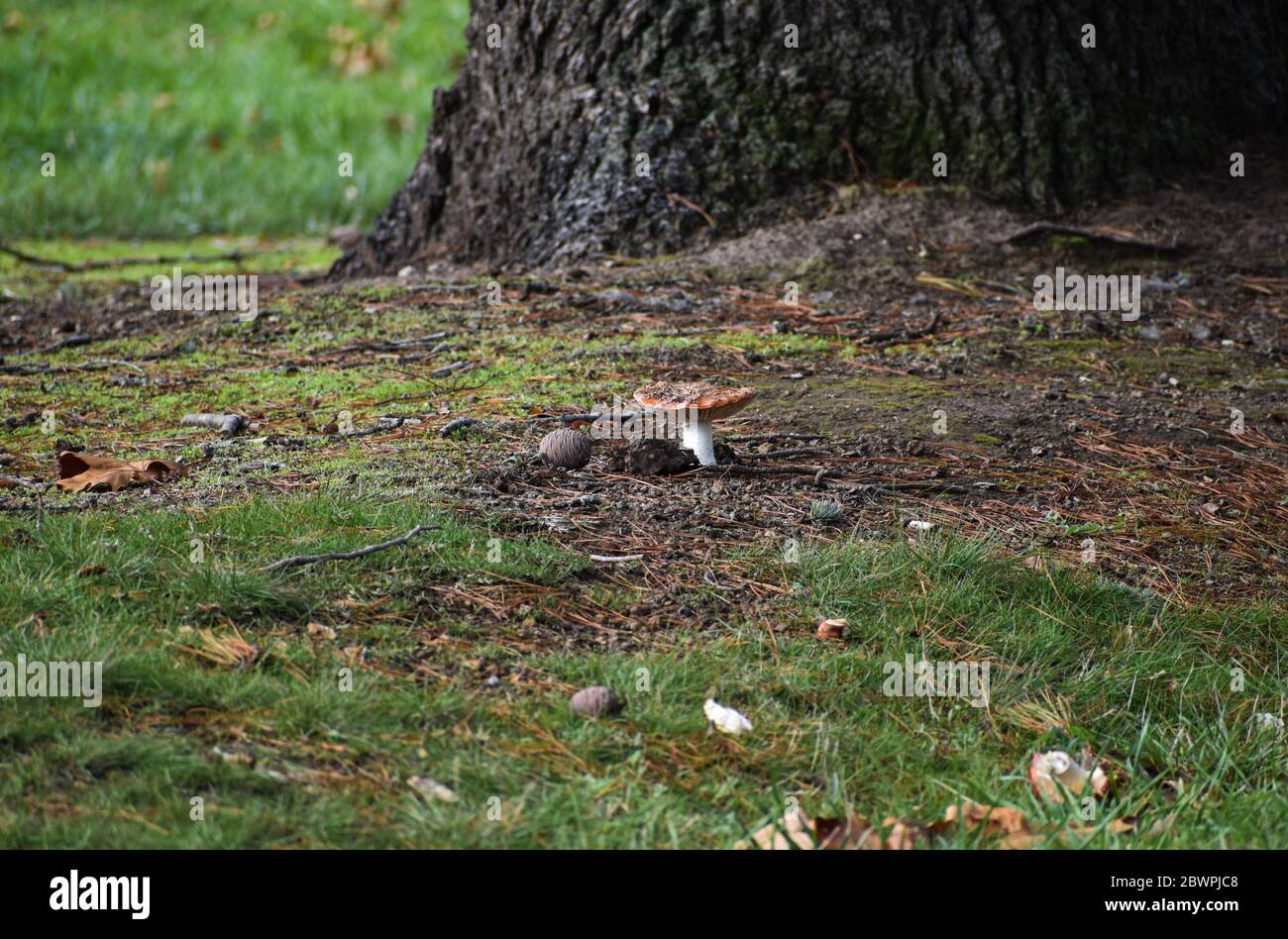 Fliegenpilz Stockfoto