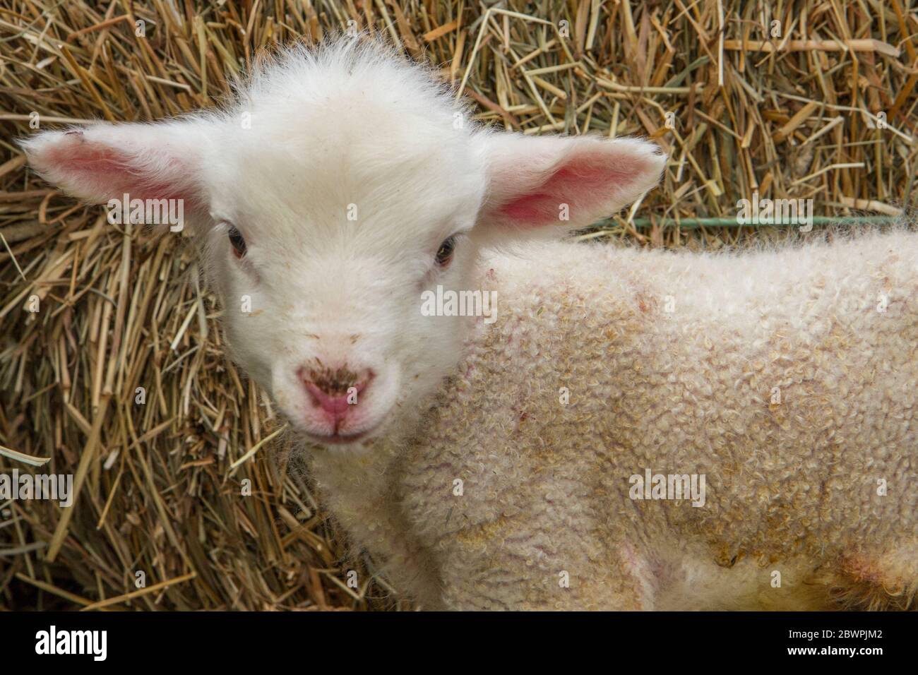 Ein neues Baby Lamm namens Beth Stockfoto