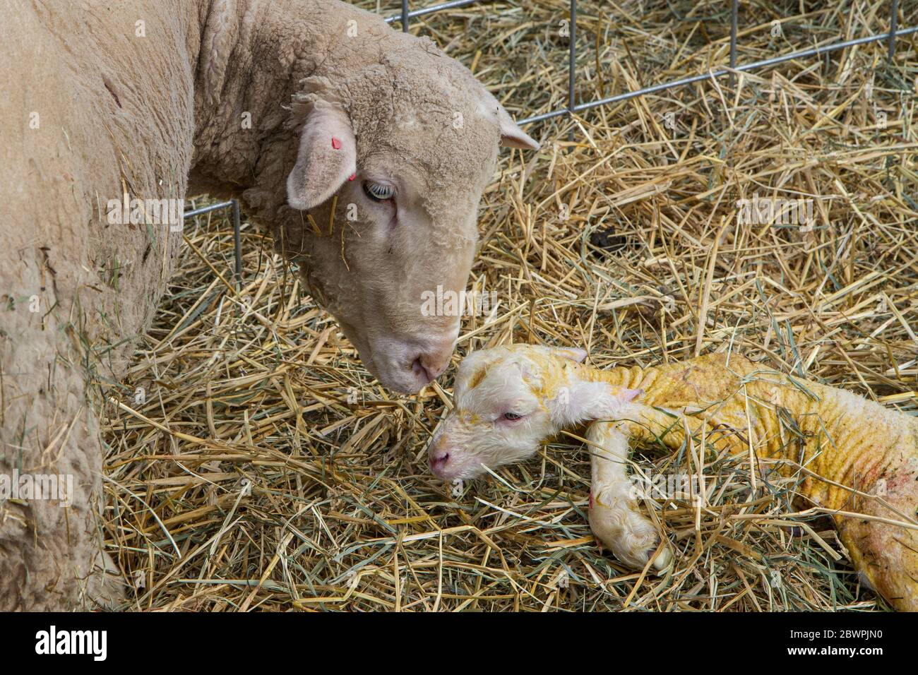 Ein neugeborenes Lamm, das weniger als eine Stunde alt ist Stockfoto