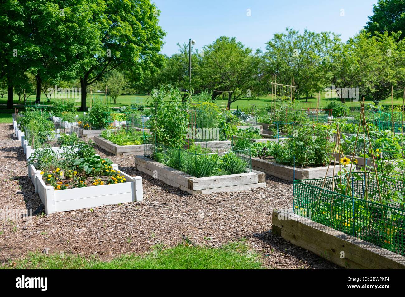 Pflanzer in einem Gemeinschaftsgarten in einem Park in Edgewater Chicago Stockfoto