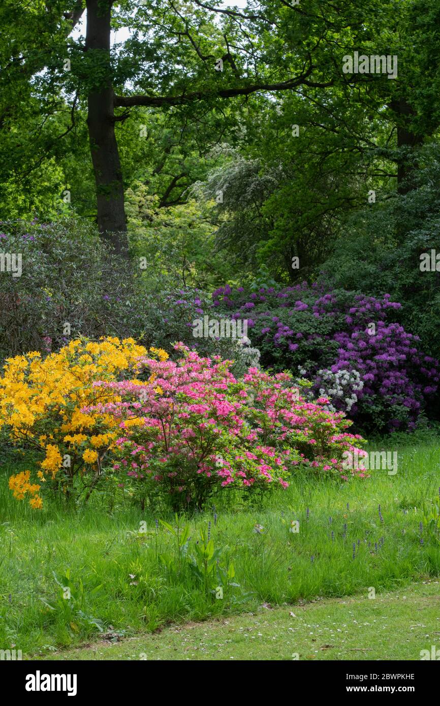 Azalea Glade in Evenley Wood Gardens. Evenley, Northamptonshire, England Stockfoto