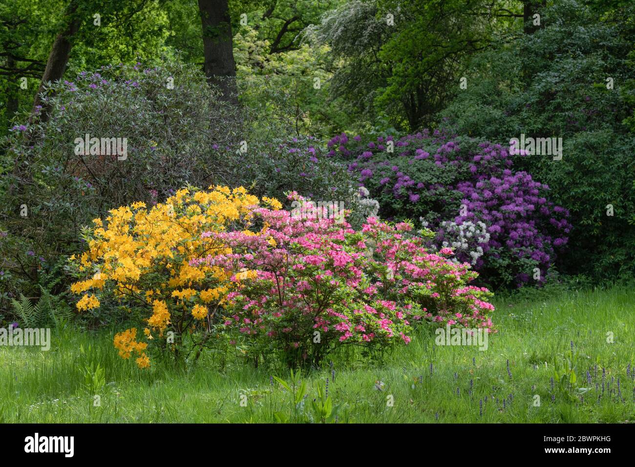 Azalea Glade in Evenley Wood Gardens. Evenley, Northamptonshire, England Stockfoto