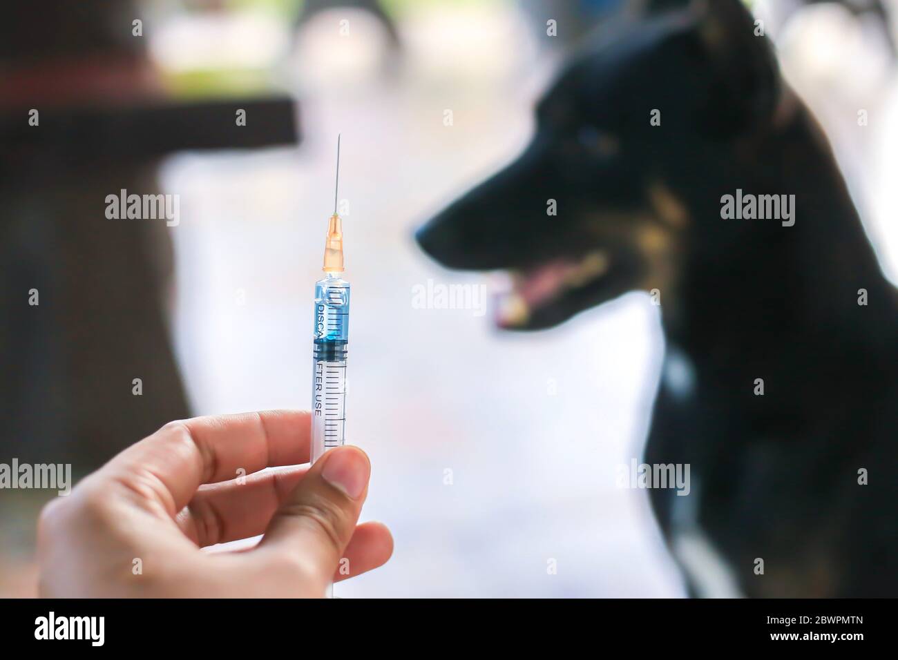 Impfstoff Tollwut Flasche und Spritze Nadel Hypodermic Injection,Immunisierung Tollwut und Hund Tierkrankheiten,Medizinisches Konzept mit Hund verschwommen Hintergrund. Stockfoto