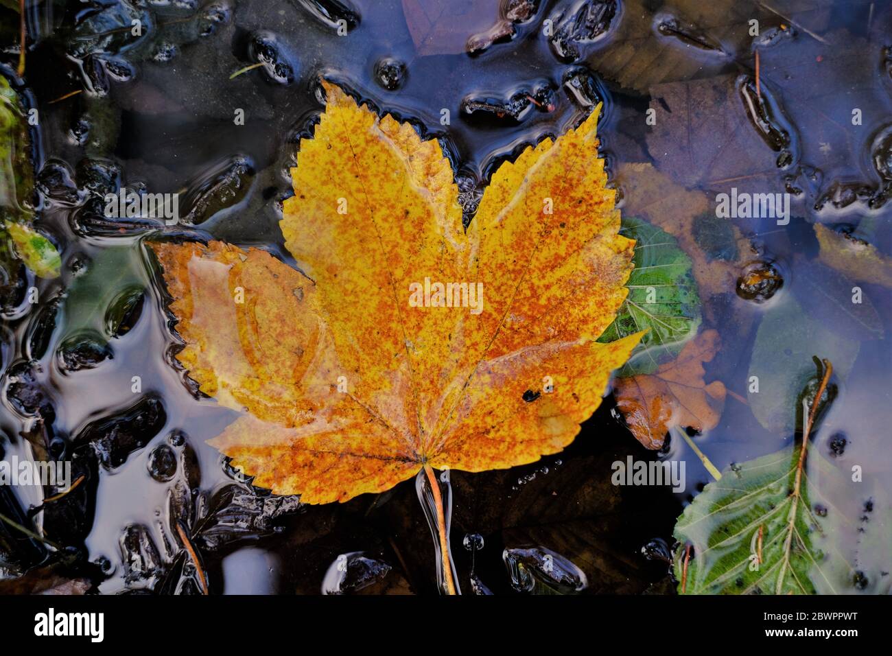 Herbstzeit. Herbstblatt auf der Wasseroberfläche. Gelber Herbst Ahorn großes Blatt in einer Pfütze mit braunen und grünen Blättern.Herbst Saison Konzept Stockfoto
