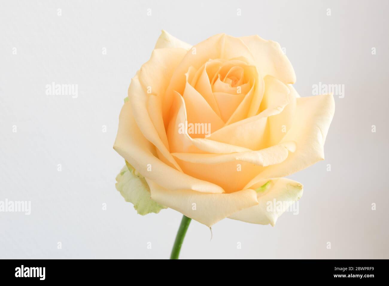 Zartorange gefärbte einzelne Rose. Isoliert auf hellem Hintergrund. Stockfoto