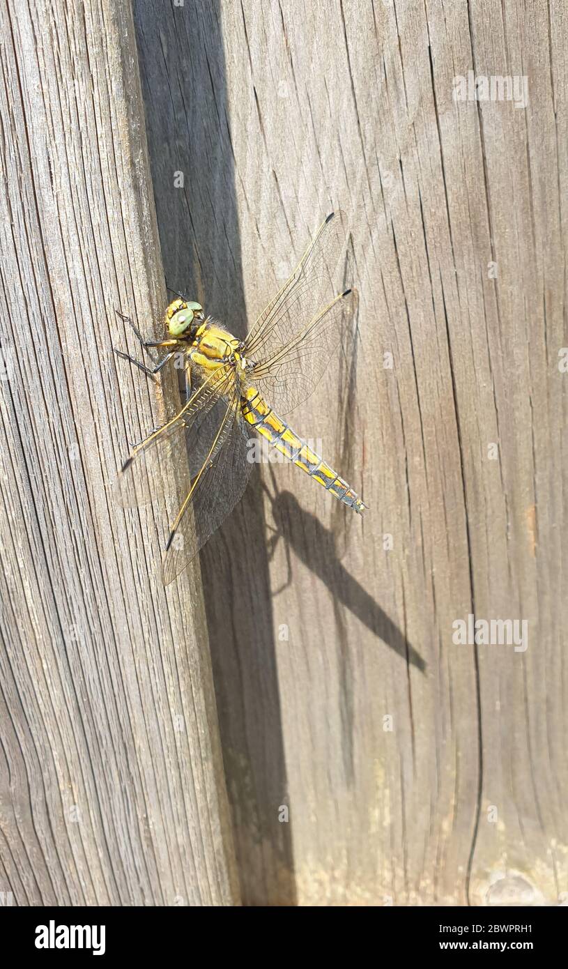 Detailbild einer Libelle auf Holzhintergrund Stockfoto