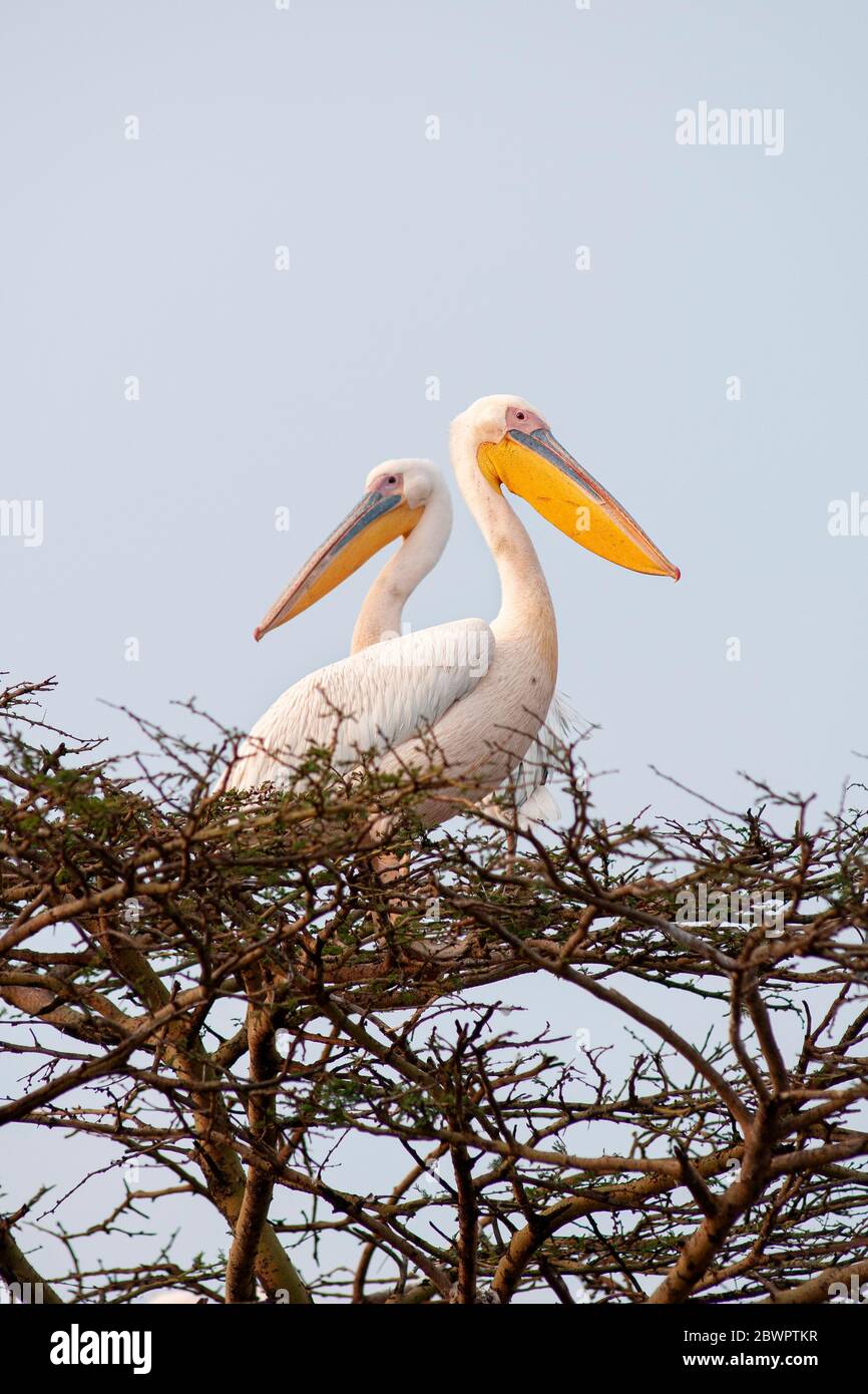 Große weiße Pelikane, Pelecanus onocrotalus, auf einem Baum im Lake Nakuru National Park thront. Kenia. Afrika. Stockfoto