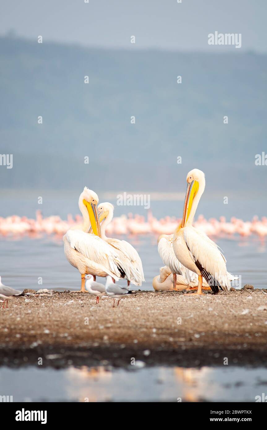 Große weiße Pelikane, Pelecanus onocrotalus, Ruhe im Lake Nakuru National Park. Kenia. Afrika. Stockfoto
