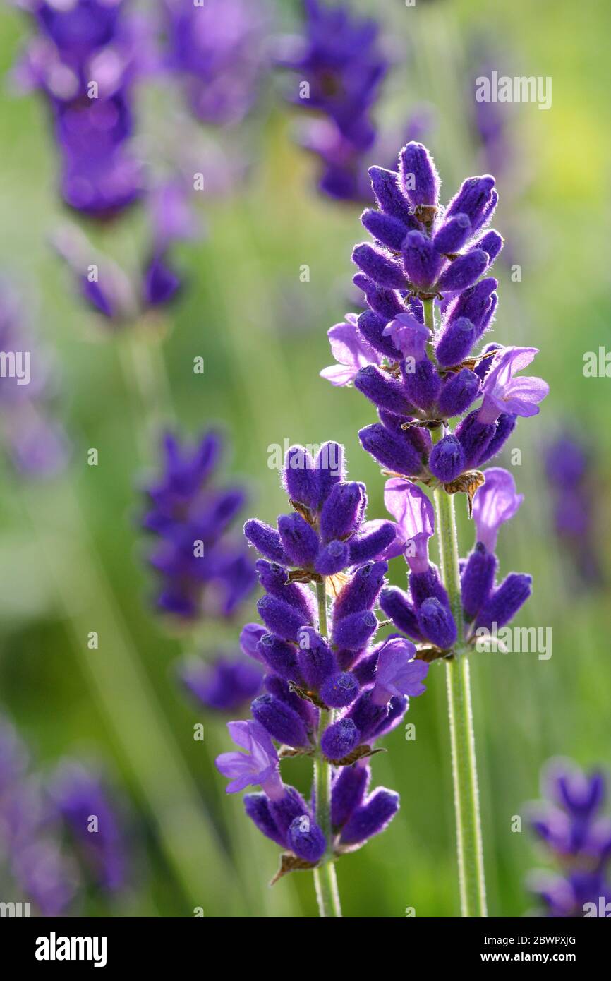 Lavendel Blüten Stockfoto