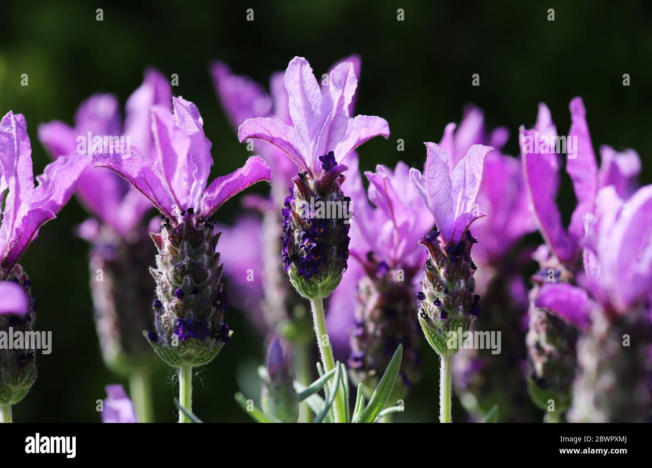 Blüten des Schmetterlings Lavendel Stockfoto
